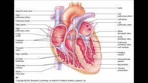 There are many reasons why you might be required to talk about the different body parts in english, one such reason might be if you were admitted to hospital in an. Women S Body Parts Youtube