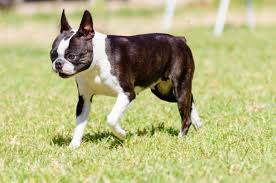 Country game / selvaggina per cani di piccola taglia. 10 Razze Di Cane Di Taglia Media Da Tenere In Appartamento Unadonna
