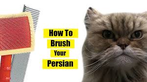 Frequent use of a moulting comb can help prevent mats from forming. How To Brush Persian Cat Youtube