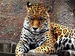 Una familia de nutrias gigantes ha logrado espantar y ahuyentar a dos jaguares hambrientas que llegaron al abrevadero cerca de la casa de las nutrias. Felinos Jaguar Y Puma Animalbank Contribuye A Su Conservacion