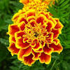 Marigold flowers (calendula officinalis) dried loose herbal remedy free uk p&p. Https Encrypted Tbn0 Gstatic Com Images Q Tbn And9gcrkg22gmlpbunpcpdfos80me Pmtmqymvfoutha2uldunbv2xb4 Usqp Cau