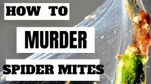 Keeping your plants away from the hot afternoon sun or setting a humidifier close to the plants is an excellent way to discourage spider mites. How To Get Rid Of Spider Mites On Rosemary 6 Solutions And 6 Tips Your Indoor Herbs