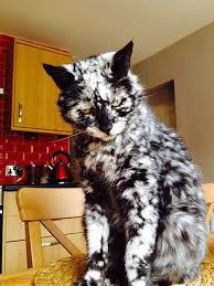 Cats are one of human's favorite pets, which are considered cute and adorable. 50 Cats With The Craziest Fur Markings Bored Panda