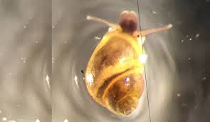 Snails do have a homing instinct, which means they tend to return to their home colony (your yard), especially during the summer and specifically in the autumn for hibernation. Ichetucknee Siltsnail