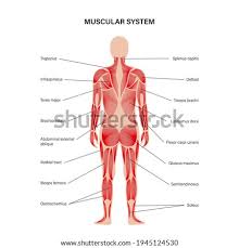 The two large main muscles of this layer are the. Shutterstock Puzzlepix