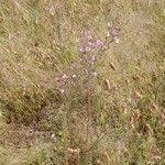 Image result for Micrargeria