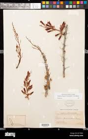 Image result for Rhabdophyllum welwitschii