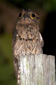 Pin On Cute Aminals