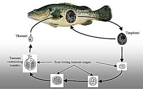 Fish Health Management Vfa