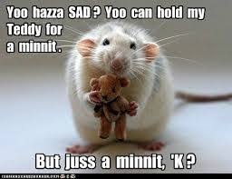 Image Result For Hamster Memes Clean Funny Animals Cute Rats Animal Captions