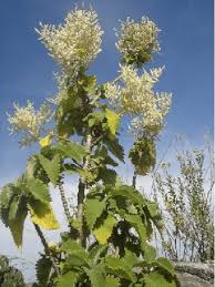 Image result for Tetradenia