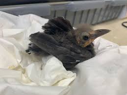 Baby bird with no hair. Florida Keys Wild Bird Center On Twitter No One Has A Better Hair Do Than A Grackle Another Grackle Has Joined Our Crew After He Was Found Abandoned In A Parking Lot Commongrackles