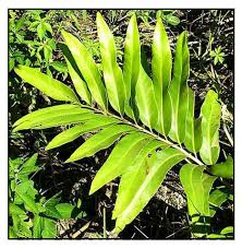 Image result for Acrostichum aureum