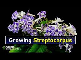 Image result for Streptocarpus sp.nov. aff. S. grandis