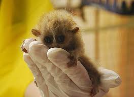 Rare Pygmy Loris Twins Born At Moody Gardens Slow Loris Tiny Baby Animals Baby Animals