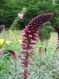 Image result for Lysimachia tenuicaulis