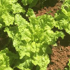 Image result for Lactuca sativa