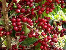 Resultado de imagem para dia mundial do café