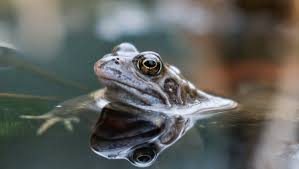 Check the ph levels of the waters. Tyrone Woman Growing Thousands Of Tadpoles Is A Hit On Tiktok