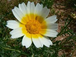 Image result for Glebionis