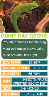 Giant Day Gecko Care Sheet Learn The Basics Of Giant Day Gecko Habitat Setup And Care Needs Before Bringing Home Your Gecko Habitat Reptile Care Reptiles Pet