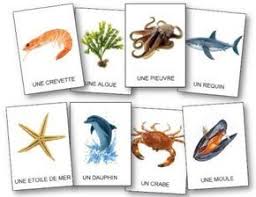Imagiers Des Animaux A Imprimer Plus De 200 Fiches De Vocabulaire En Francais Imagier Animaux Imagier Vocabulaire