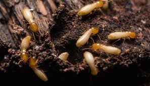 1487 west lingleville road stephenville, tx, tx 76401. Termites Hero Pest Control Waco Texas