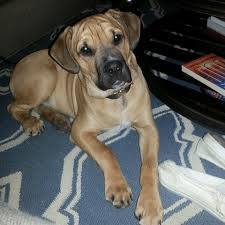 Bullador English Bulldog And Labrador Mix Puppy Prolly My Fav Hybrid Dog Breed Hybrid Dogs Puppies Dog Breeds