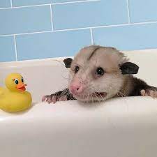 They will be left to wander around. Sesame Says Bath Time Is Not My Cup Of Tea Baby Possum Opossum Animals