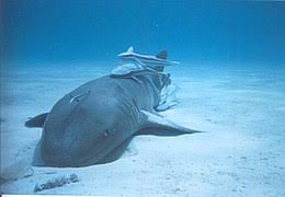 Maybe you would like to learn more about one of these? Remora Wikipedia