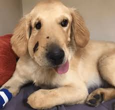 Super alert and loyal guardian dogs. Golden Retriever Cutest Puppy Pics Cuteanimals
