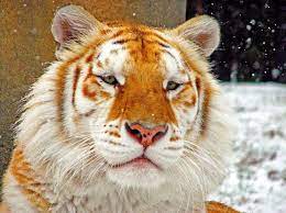 The Golden Tabby Bengal Tiger Is One Of The Rarest Cats And Shammi Is A Rare Beauty Indeed Description From Th Golden Tabby Tiger Tiger Pictures Golden Tabby