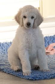 Black And White Standard Poodle Puppy Pin By Erin Englehart On Life On My Own Poodle Puppy Poodle Puppy Standard Poodle