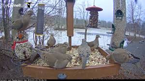 Doves feed more comfortably where they can access a safe haven from danger quickly and easily. Mourning Doves Take Over Platform Feeder In Ithaca New York Jan 23 2017 Youtube