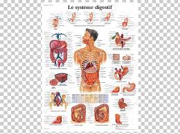 anatomy human body organ excretory system gastrointestinal