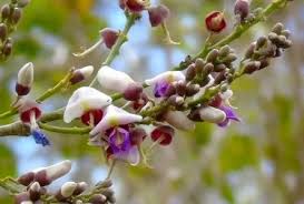 Image result for Lonchocarpus