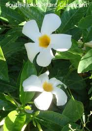 A classic tropical vine, mandevilla is a great way to add a splash of color to any sunny vertical space in your garden. Mandevilla Vine