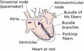 2 heart chambers just like all other fish, although amphibians and reptiles have only 3 and people and birds have 4. Circulatory Systems