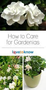 Gardenia Plant Care Lovetoknow Gardenia Plant Fragrant Plant Gardenia Trees