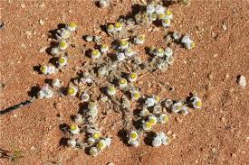 Image result for Helichrysum argyrosphaerum