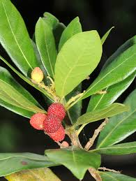 Image result for Myricaceae