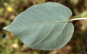 Image result for Croton macrostachyus