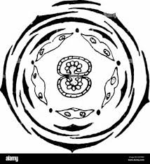 Image result for Secamone filiformis