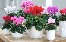 34 Poisonous Houseplants For Dogs And Cats Plants Inside Plants Winter Flowers