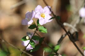 Image result for Mostuea hirsuta