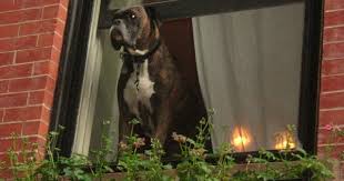 Boxer In The Window Brooklyn Heights Blog Boxer Love Boxer Dogs Boxer
