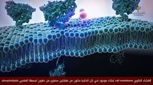 الغشاء الخلوي باختصار Hijazisci Youtube
