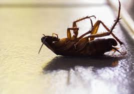 Acuity pest control is the best pest control service in bangalore. Bahamas Pest Exterminating Sanitation Services Bahamas Pest Control Yabsta