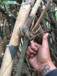 Pring petuk sendiri dibagi menjadi 4 jenis. Bambu Unik Se Indonesia Posts Facebook