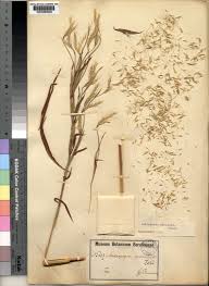 Image result for Andropogon perligulatus